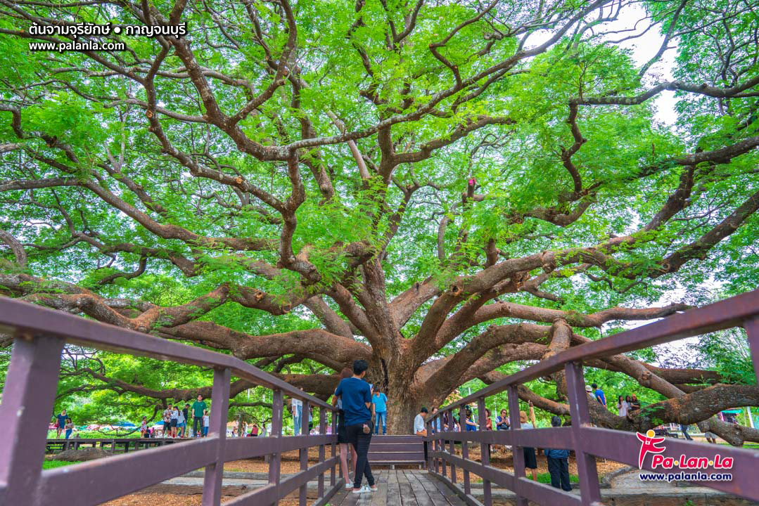 Giant Monkey Pod Tree